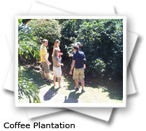 Costa Rica Coffe Plantation