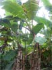 Costa Rica Banana Tree