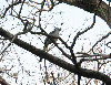 White Throated Magpie Jay Bird Buena Vista  Costa Rica