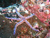 Star Fish Coco Island Costa Rica