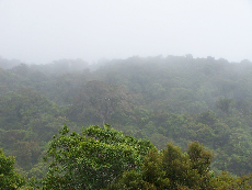 Costa Rica Monteverde Rainforest