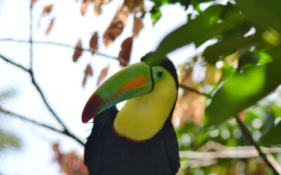 Costa Rica Wildlife: A Close-Up Look at Its Most Exotic Animals