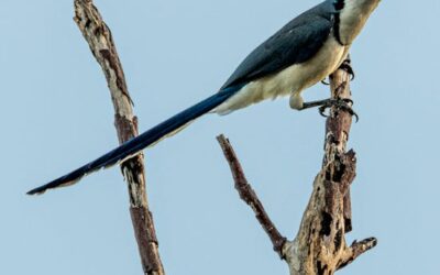 Costa Rica Bird Watching: Best Locations and Tips